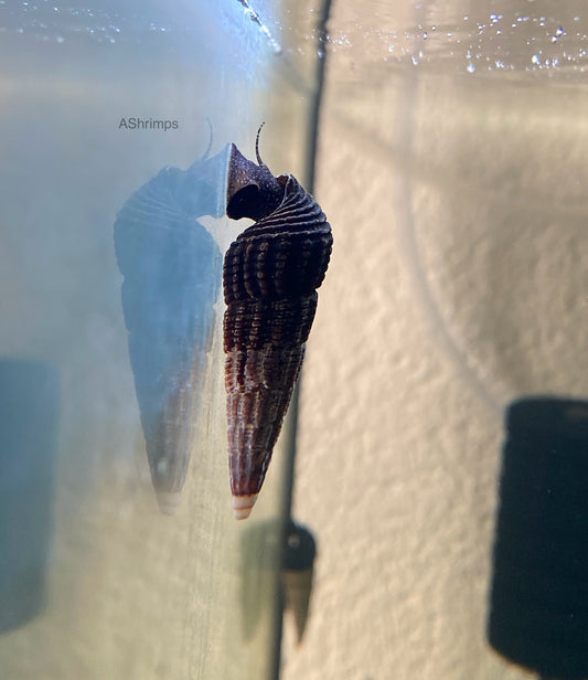 Tylomelania Patriarchalis