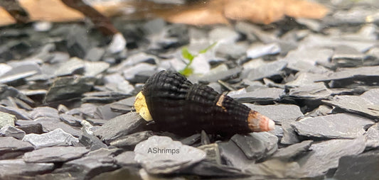 Tylomelania Mini Yellow