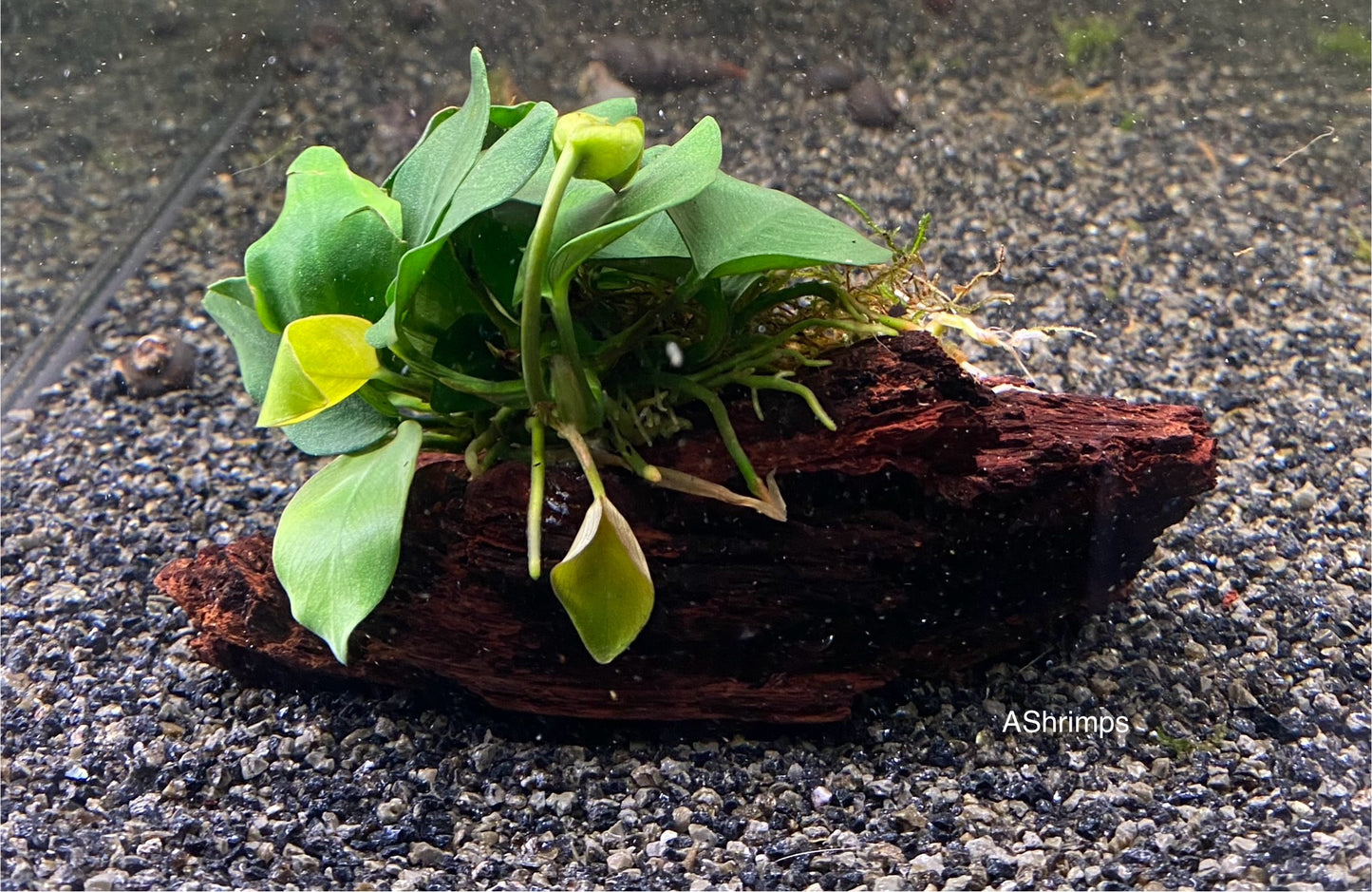 Anubias op driftwood
