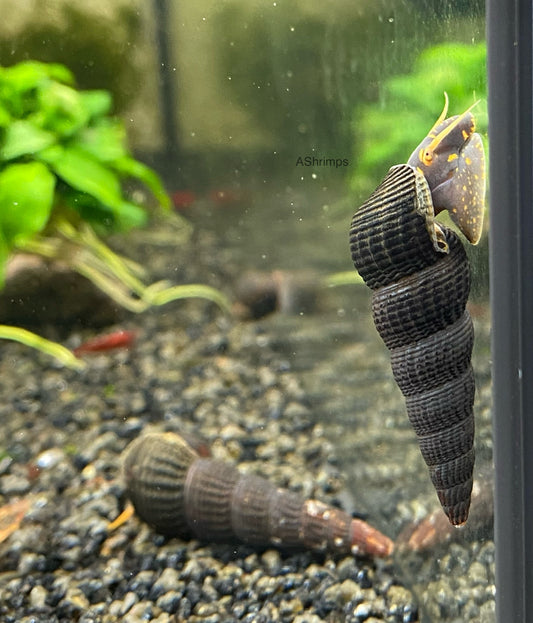 Tylomelania Yellow Spot