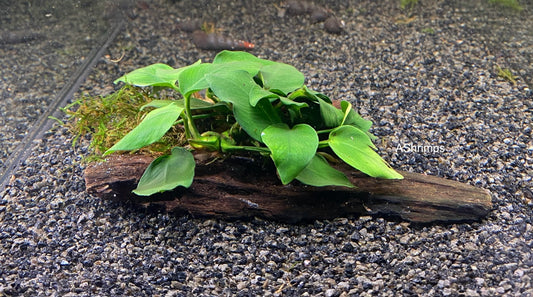 Anubias op driftwood
