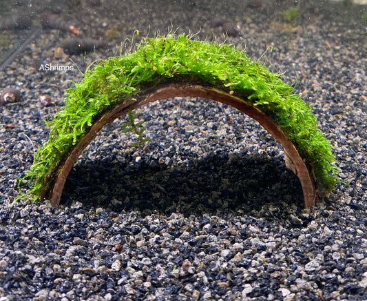 Javamos op Kokosnootbrug