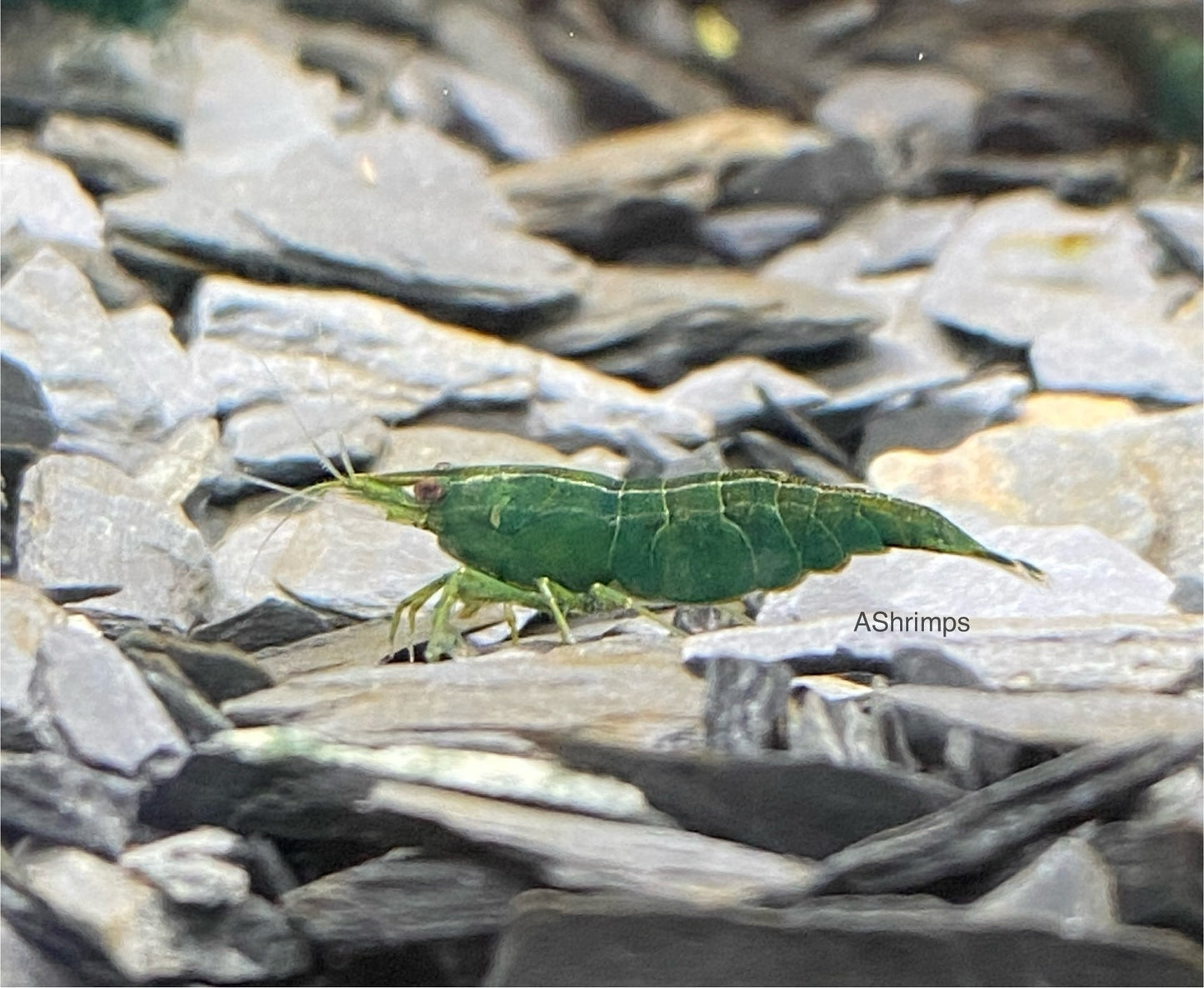 Green Jade