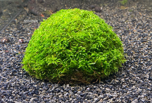 Javamos op kokosnoot 1 gaats