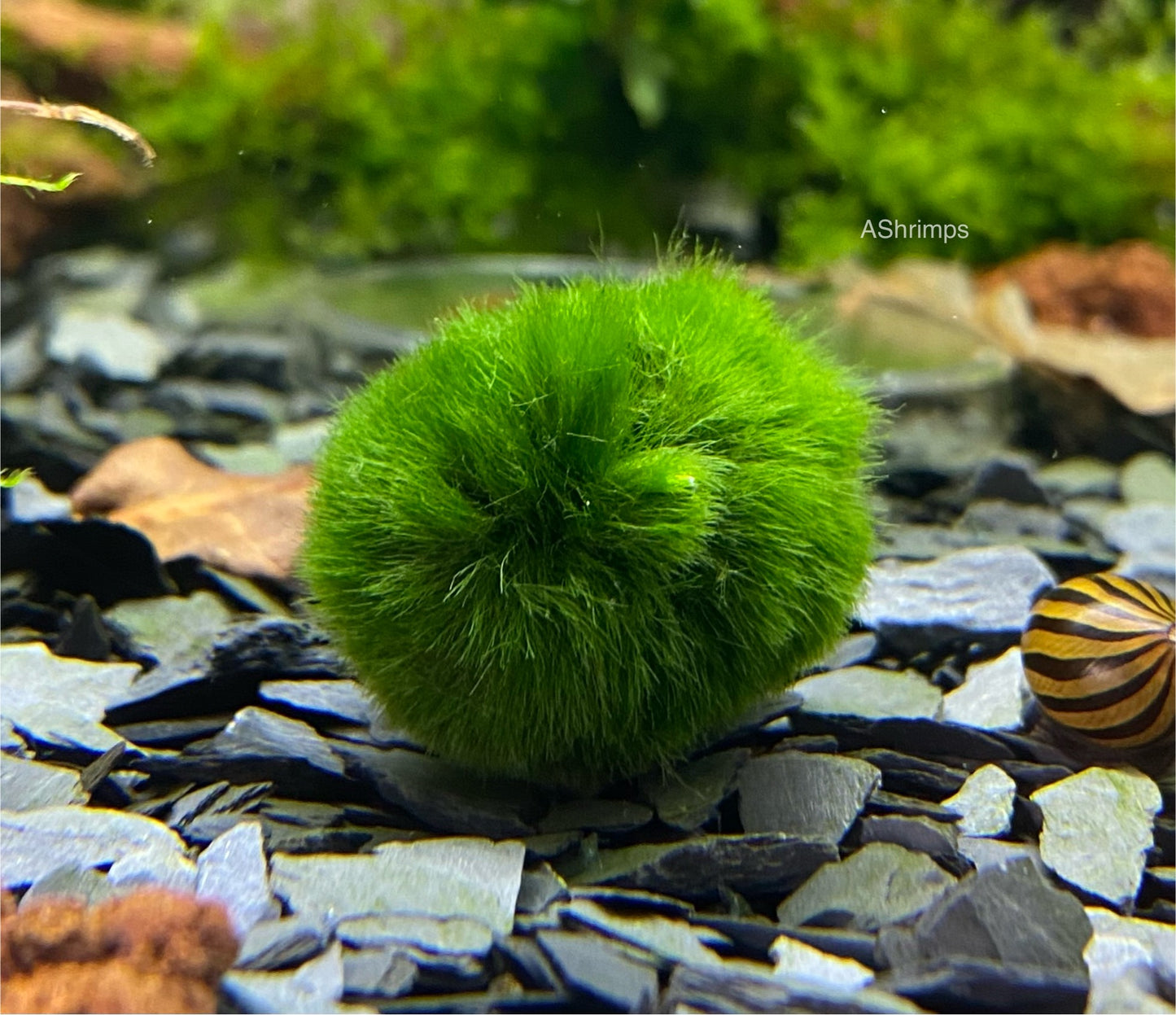 Chladophora mosbal
