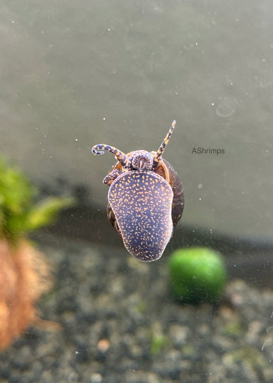 Notopala sp. Blue Berry