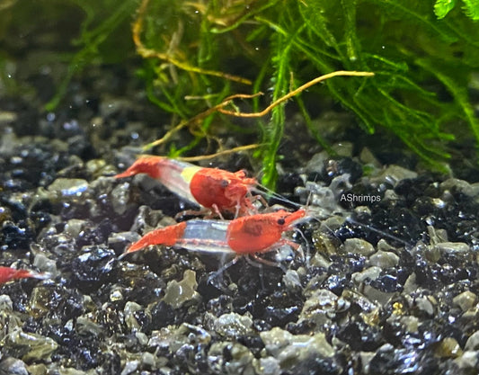 Red Rili