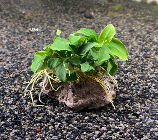 Anubias op lavasteen