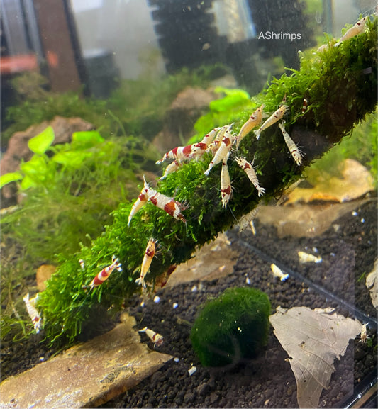 Javamos op Bamboestok