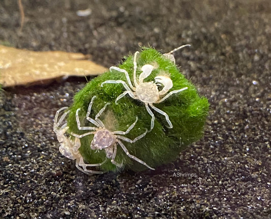 Limnopilos naiyanetri Microspider