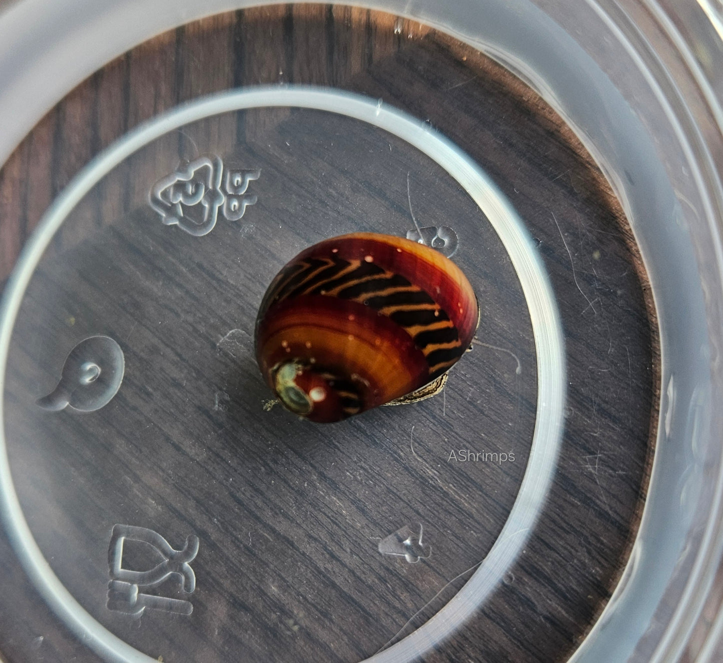 Neritina Waigiensis 1