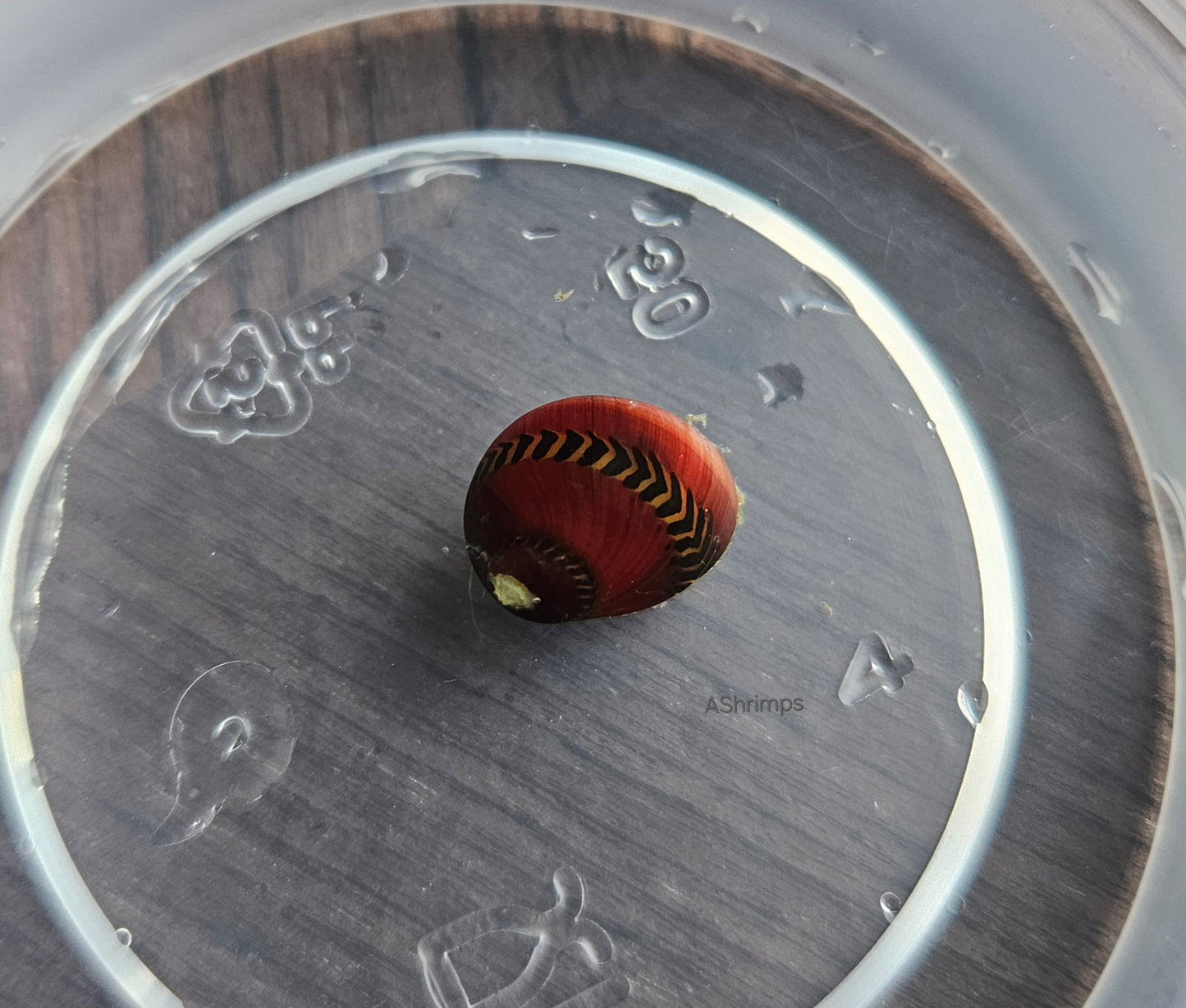 Neritina Waigiensis 3