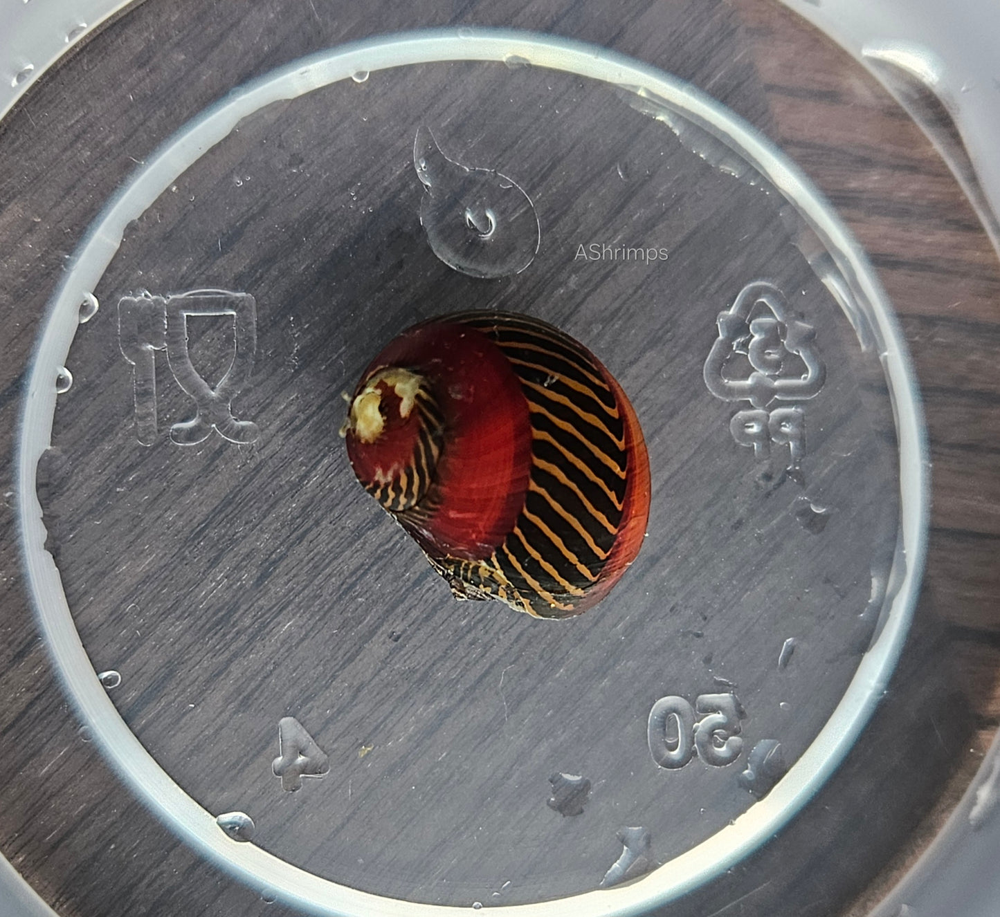 Neritina Waigiensis 2