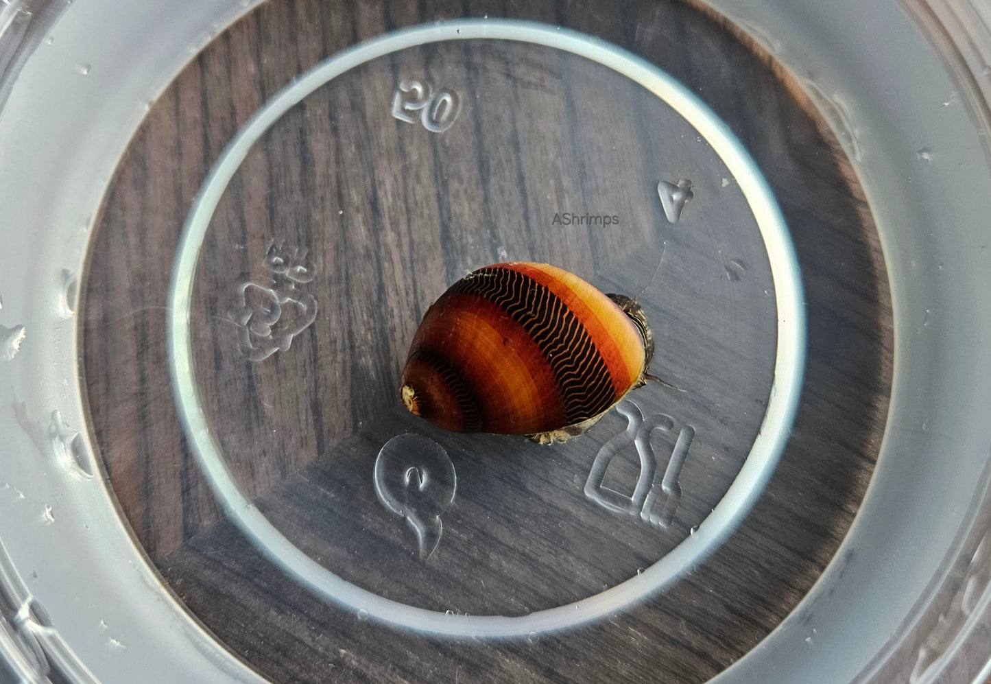 Neritina Waigiensis 4