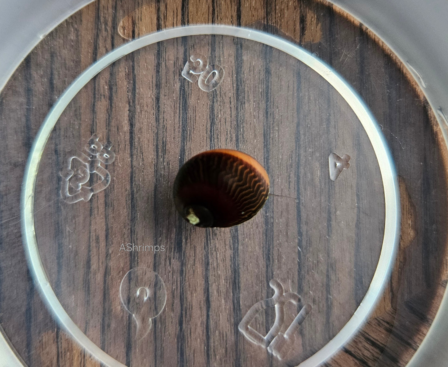 Neritina Waigiensis 10