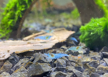Blue Jelly