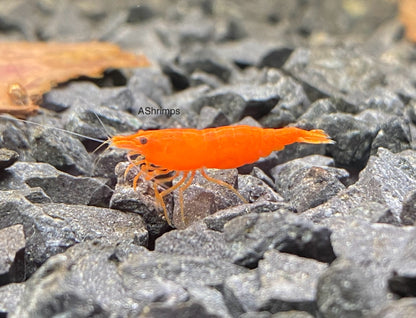 Orange Sakura