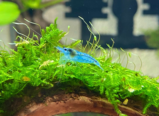 Blue Jelly