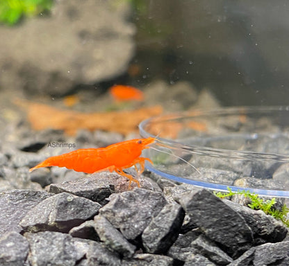 Orange Sakura