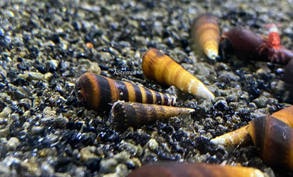 Faunus sp. Cappuccino