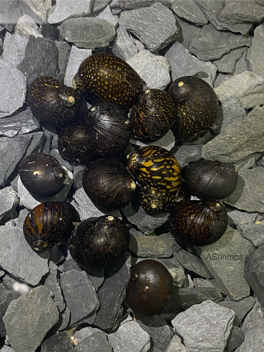 Neritina Batik