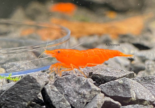 Orange Sakura