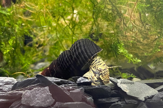 Tylomelania Mini Yellow