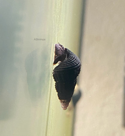 Tylomelania Mini Yellow