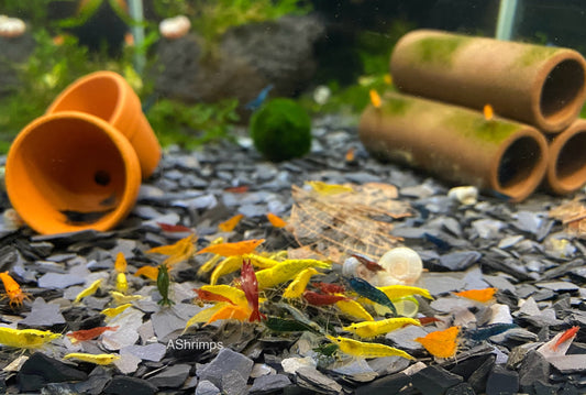 Kleurrijke mix!