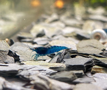 Blue Dream