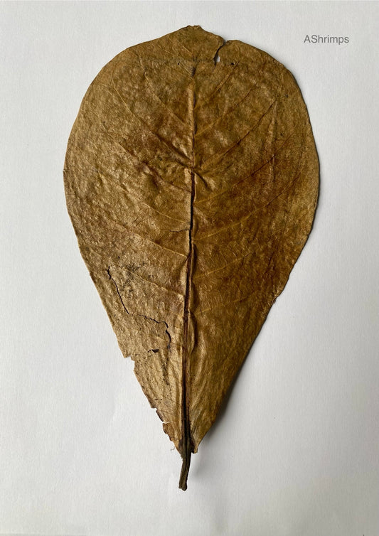 Catappa blad 20-25cm