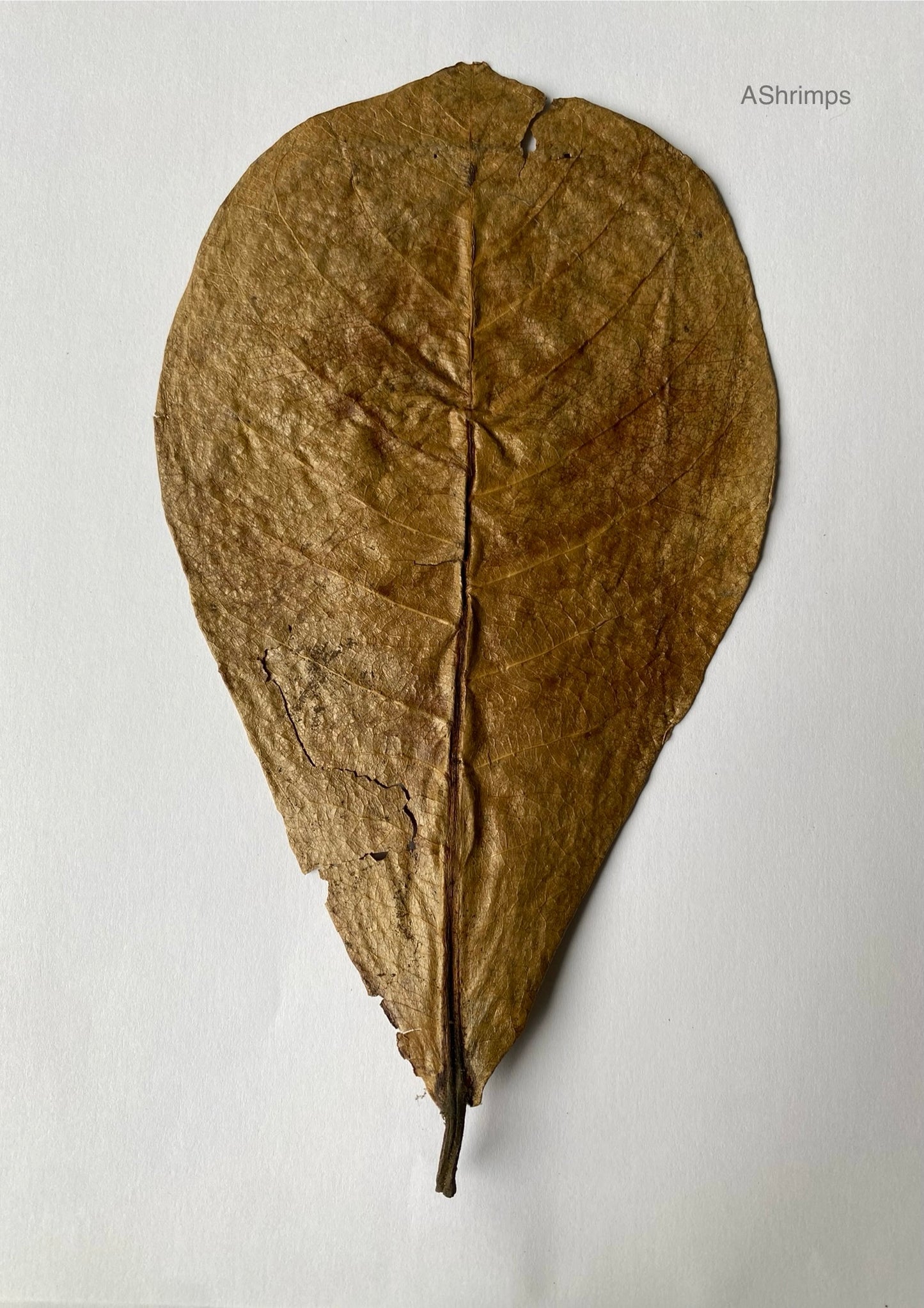 Catappa blad 20-25cm