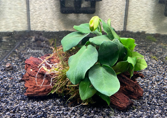 Anubias op driftwood