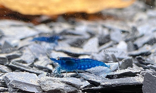 Blue Dream