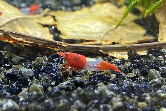 Red Rili