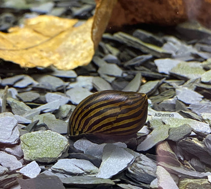 Neritina Zebra