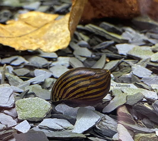 Neritina Zebra