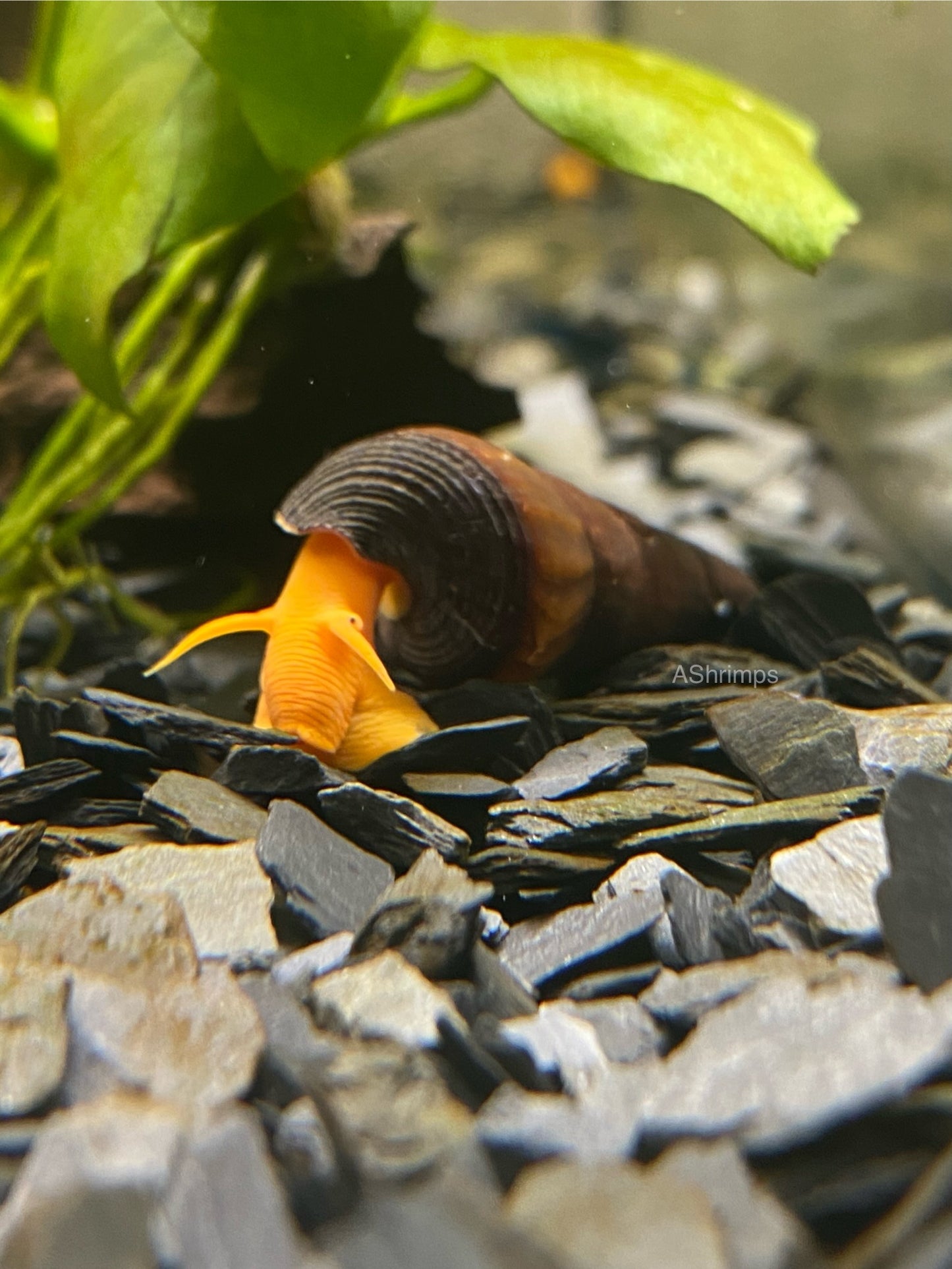Tylomelania Golden
