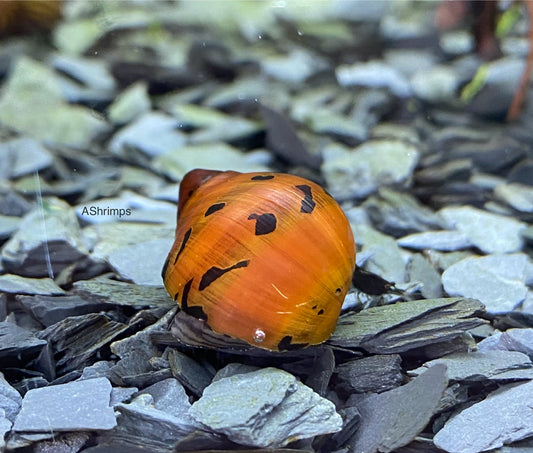Neritina Orange Track