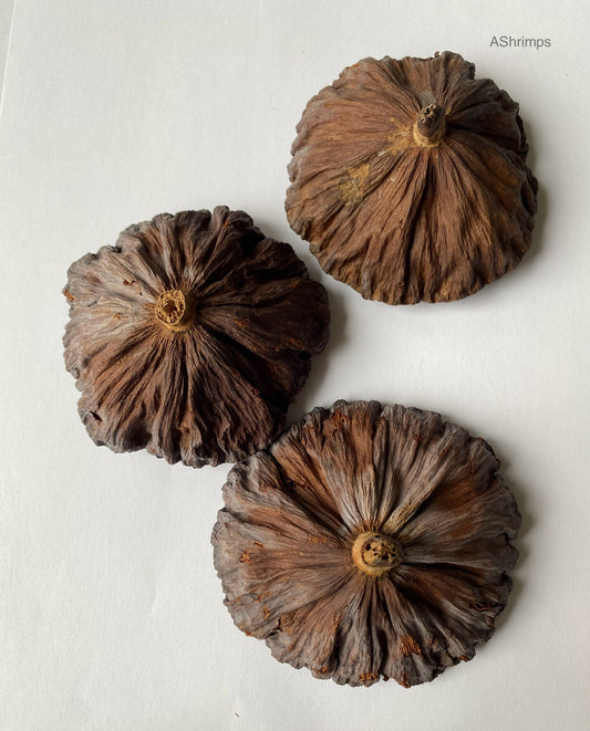 Lotus pods