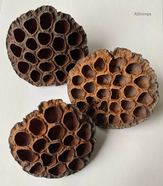 Lotus pods