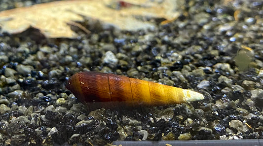 Faunus sp. Cappuccino