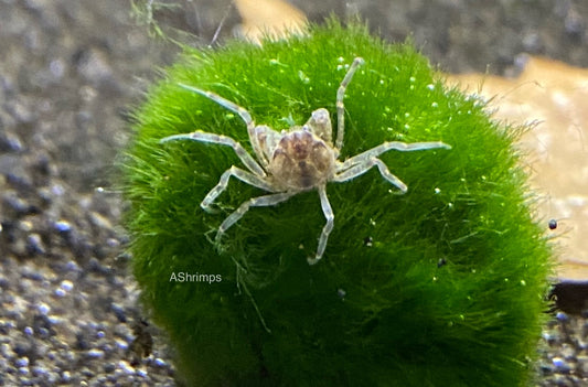 Limnopilos naiyanetri Microspider