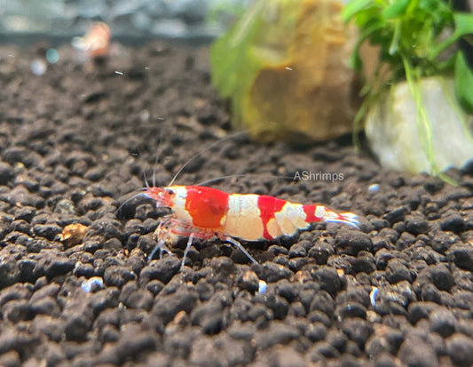 IN KWEEK Crystal Red