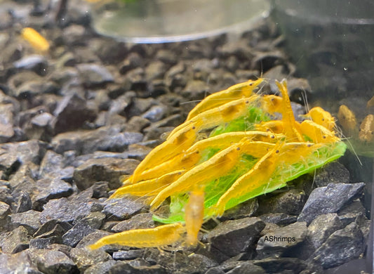 Yellow Fire Neon Backline