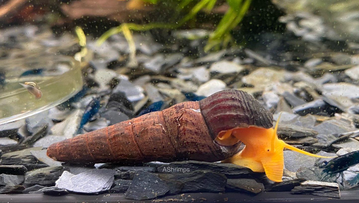 Tylomelania Golden