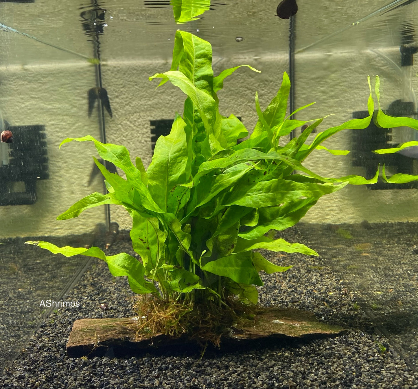 Microsorum Pteropus op driftwood S