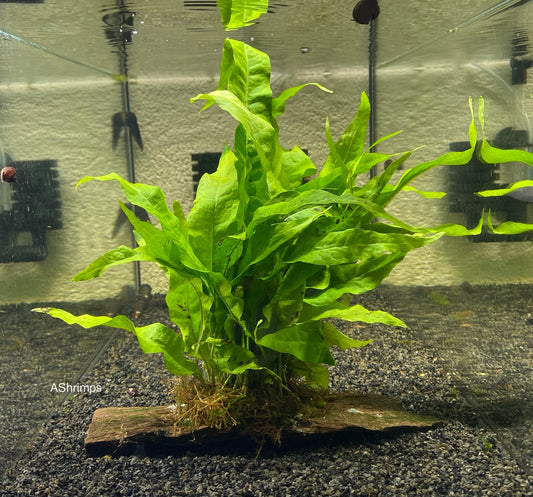 Microsorum Pteropus op driftwood S