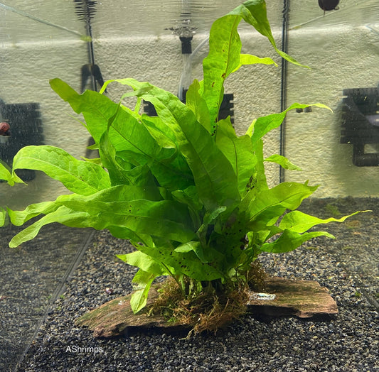 Microsorum Pteropus op driftwood S