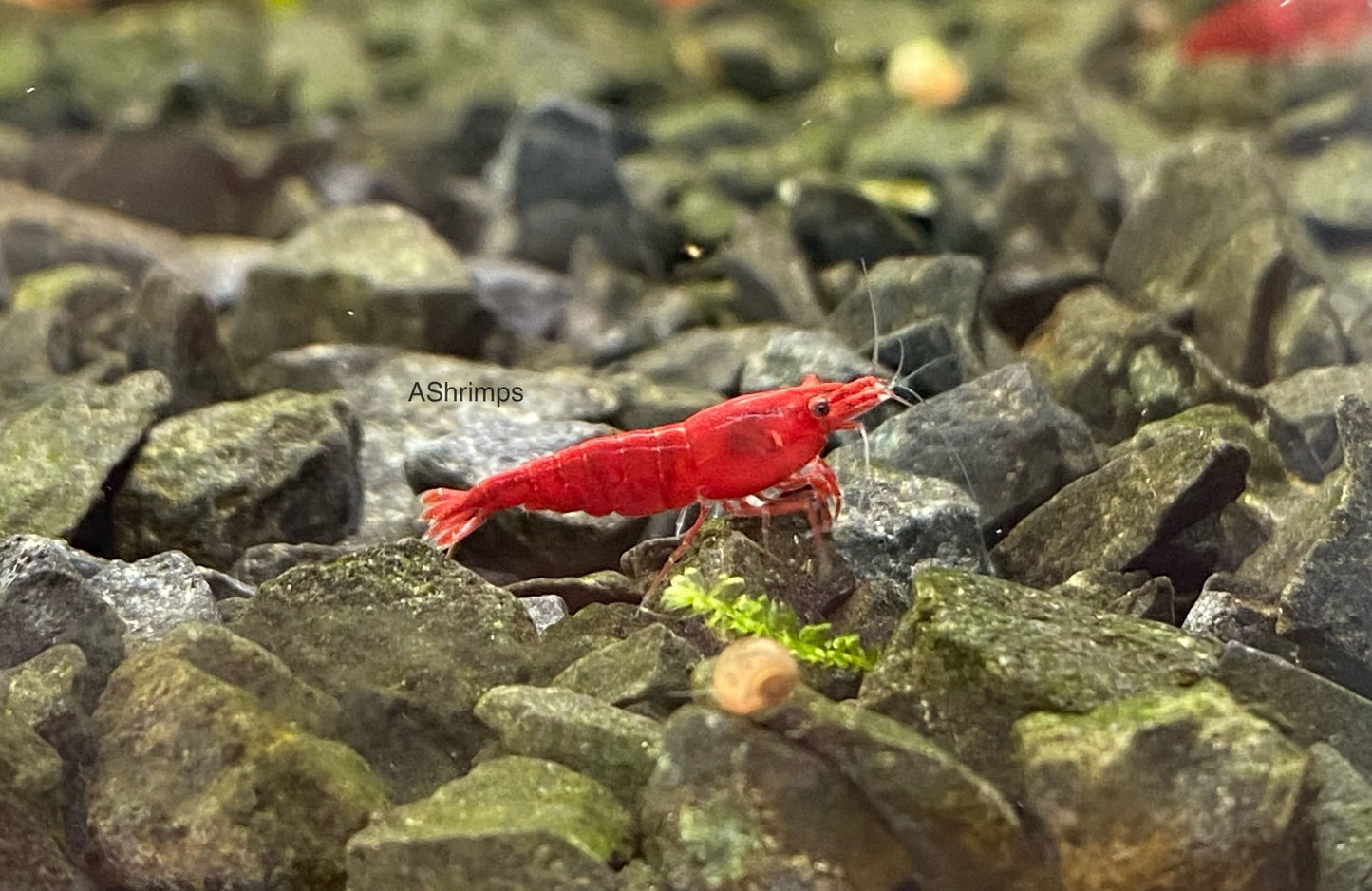 Bloody Mary